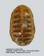Lepidozona retiporosa